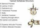 근골격계 (Skeletal system) 4페이지
