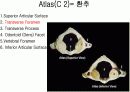 근골격계 (Skeletal system) 5페이지