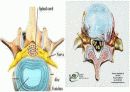 근골격계 (Skeletal system) 14페이지