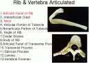 근골격계 (Skeletal system) 16페이지