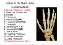 근골격계 (Skeletal system) 26페이지