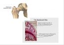 근골격계 (Skeletal system) 33페이지