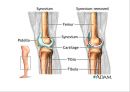 근골격계 (Skeletal system) 34페이지