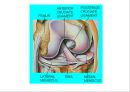 근골격계 (Skeletal system) 35페이지