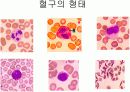 Circulatory system 순환기계  5페이지