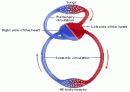 Circulatory system 순환기계  10페이지
