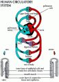 Circulatory system 순환기계  11페이지