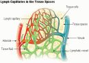 Circulatory system 순환기계  12페이지
