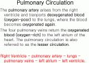 Circulatory system 순환기계  14페이지