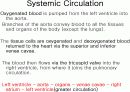 Circulatory system 순환기계  15페이지