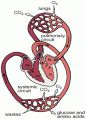 Circulatory system 순환기계  16페이지