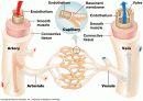 Circulatory system 순환기계  18페이지