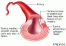 Circulatory system 순환기계  19페이지