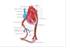 Circulatory system 순환기계  21페이지