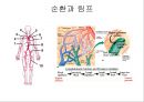Circulatory system 순환기계  22페이지