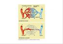 Circulatory system 순환기계  24페이지