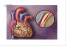 Circulatory system 순환기계  25페이지