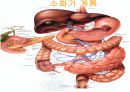 호흡기계와 소화기계(위, 소장, 대장 등) 7페이지