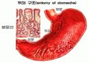 호흡기계와 소화기계(위, 소장, 대장 등) 8페이지