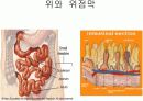 호흡기계와 소화기계(위, 소장, 대장 등) 9페이지