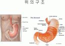 호흡기계와 소화기계(위, 소장, 대장 등) 11페이지