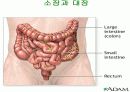 호흡기계와 소화기계(위, 소장, 대장 등) 16페이지