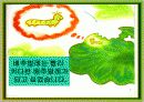 나비가 된 배추벌레 동화 5페이지