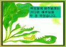 나비가 된 배추벌레 동화 10페이지