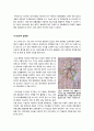 [생태도시]지속 가능한 친환경 생태도시의 정의와 특징 이해, 환경친화적 생태도시의 기능과 유형별 조성 사례, 생태도시와 지속가능한 개발 5페이지