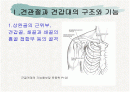견관절과 견갑대 2페이지