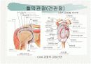 견관절과 견갑대 4페이지