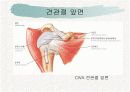 견관절과 견갑대 7페이지