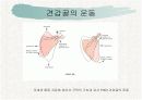 견관절과 견갑대 17페이지