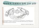 견관절과 견갑대 24페이지