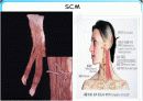 제 XI.뇌신경 Accessory nerve 12페이지