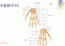 손목관절과 손 5페이지
