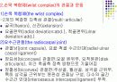 손목관절과 손 6페이지