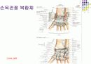 손목관절과 손 9페이지