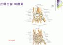 손목관절과 손 10페이지