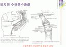 손목관절과 손 19페이지