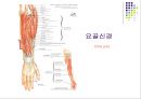 손목관절과 손 41페이지