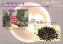커피의 기원과 커피에 대한 이야기들 3페이지