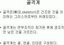 골격계의 해부생리와 병리 및 골다공증 3페이지