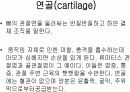 골격계의 해부생리와 병리 및 골다공증 10페이지