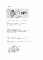 [성인간호학]눈의 구조와 기능, 귀의 구조와 기능 정리  1페이지
