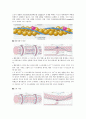 [운동과 건강] 근육의 구조와 기능 7페이지