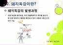 [돼지독감]돼지독감ppt, 돼지독감의 이해와 대처 방안, 돼지독감 감염 증상과 대처 방안, 돼지독감(바이러스) 예방을 위한 방법 8페이지
