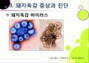[돼지독감]돼지독감ppt, 돼지독감의 이해와 대처 방안, 돼지독감 감염 증상과 대처 방안, 돼지독감(바이러스) 예방을 위한 방법 9페이지