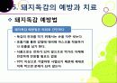 [돼지독감]돼지독감ppt, 돼지독감의 이해와 대처 방안, 돼지독감 감염 증상과 대처 방안, 돼지독감(바이러스) 예방을 위한 방법 16페이지