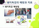 [돼지독감]돼지독감ppt, 돼지독감의 이해와 대처 방안, 돼지독감 감염 증상과 대처 방안, 돼지독감(바이러스) 예방을 위한 방법 17페이지